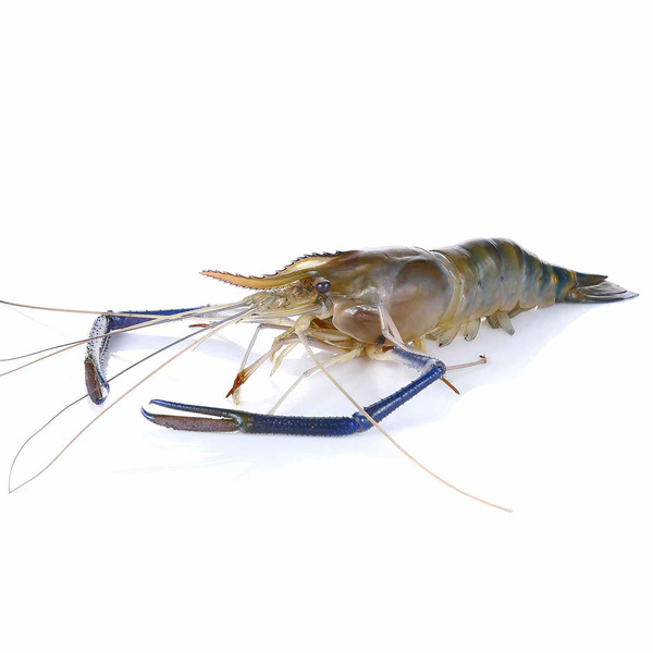 4/6 Count Fresh Water Prawn