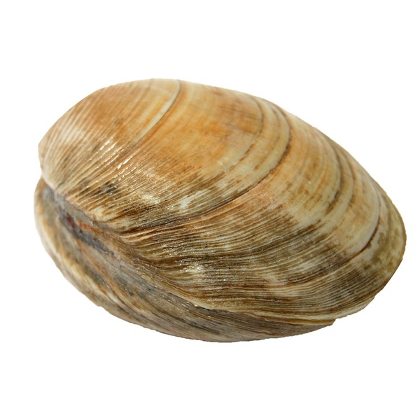 Half Bushel Littleneck Clams (each) from Price Chopper Instacart
