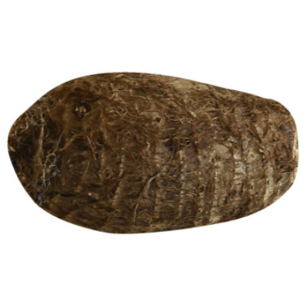 Regular TaroRoot