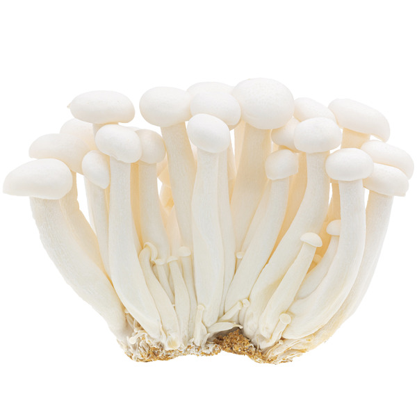 White Beech Mushroom
