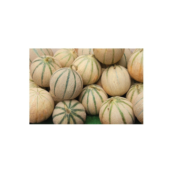 Dulcinea Tuscan Style Cantaloupe Same-Day Delivery or Pickup