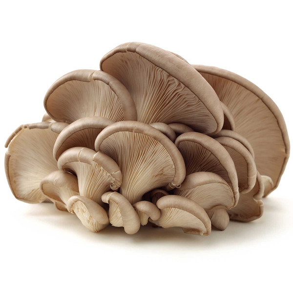 Organic Oyster Mushroom