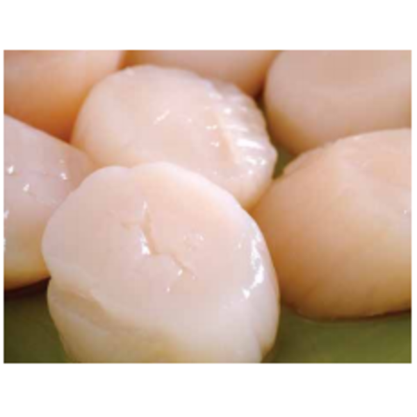 Wet Scallop, 10/20 - 5 lb