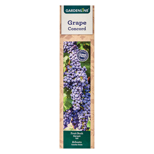 Gardenline Concord Grape Vine Same-Day Delivery or Pickup | ALDI