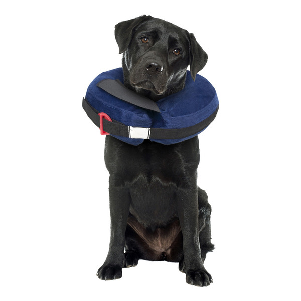 Calm Paws Basic Inflatable Recovery Dog Collar