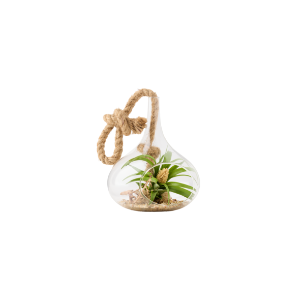 Live Trends Sea Breeze Glass, Air Plant Terrarium