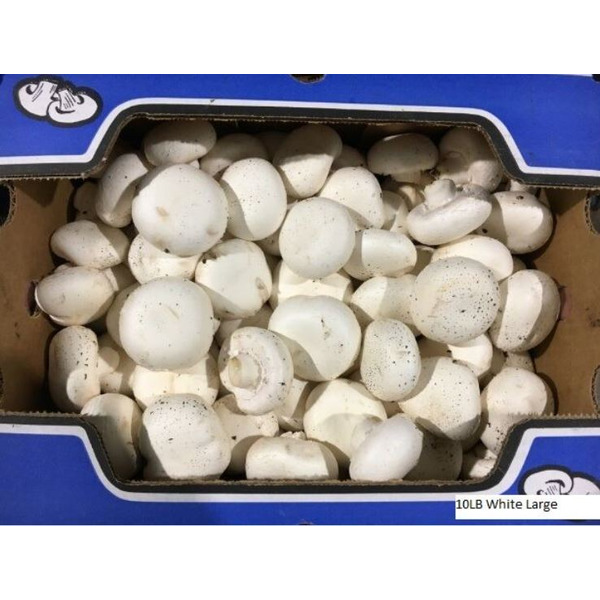 White Large Mushrooms 10 lbs
