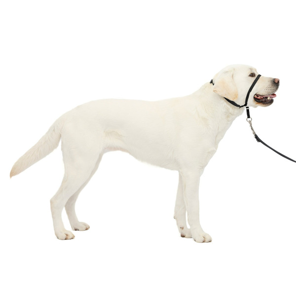 PetSafe Gentle Leader Dog Headcollar, Large, Black