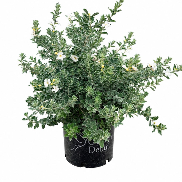 Garden Debut 2.7 -Gallon Silver Snow Sage Flowering Shrub with White Blooms 1 -Pack