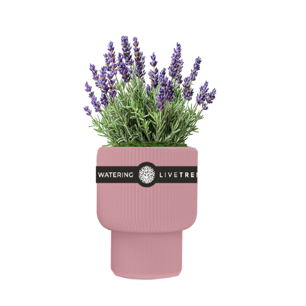 Live Trends Bloom Showers Self Watering Pot, Greenhouse Picks