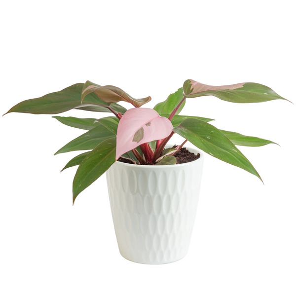 Costa Farms Philodendron Pink Pricess House plant in 1.4 Quart(s) Planter 1 -Pack