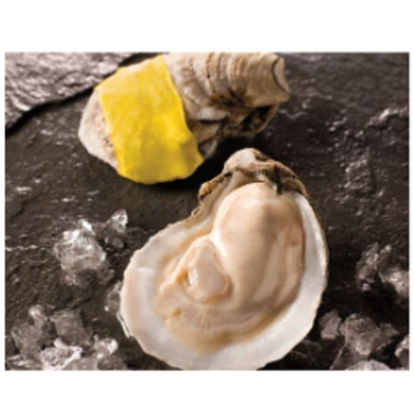 Select Shucked Oysters (Wild, USA) - gallon