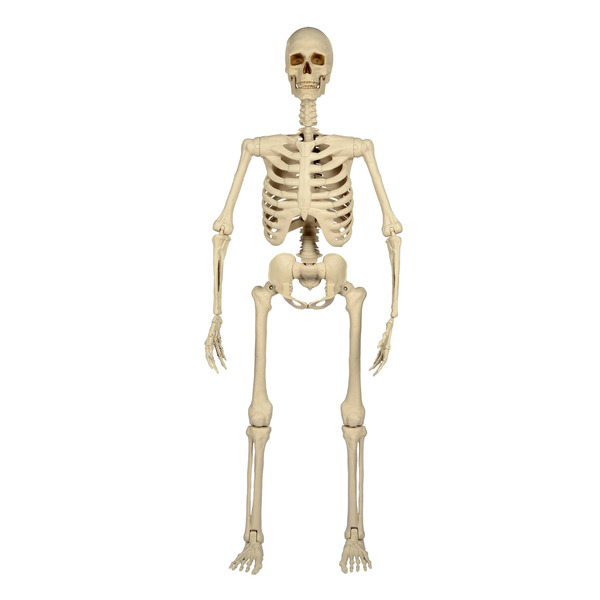 Haunted Living 5-ft Ultra Posable Skeleton Halloween Decoration