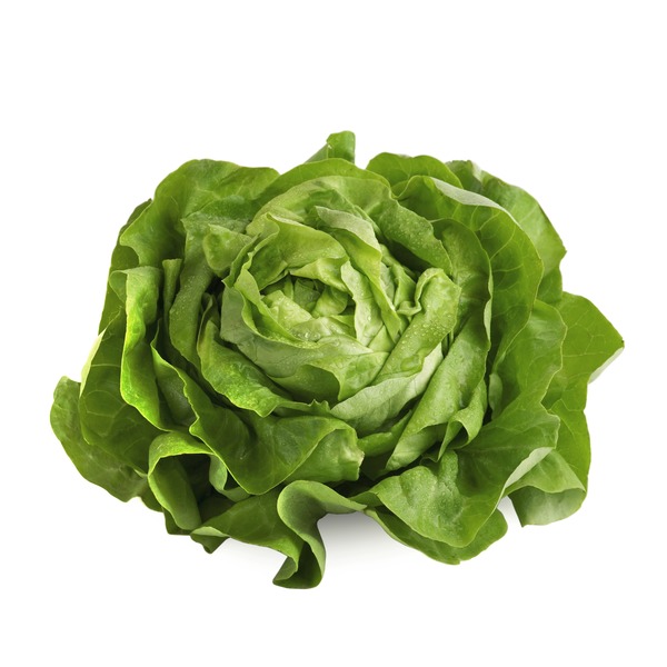 Bibb Boston Butter Lettuce