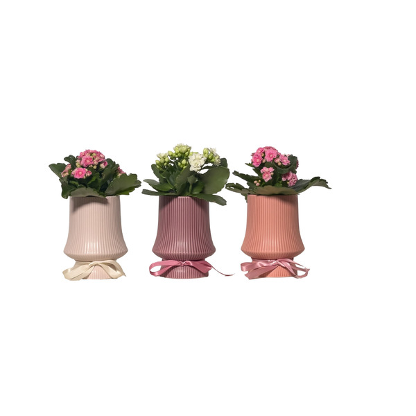 Live Trends Mon Ami Blooming Ceramic Pot - Assorted Kalanchoe House Plant