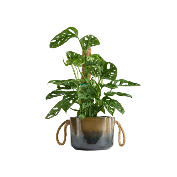 Live Trends Cliffside Ceramic Pot - Assorted Greenhouse Picks Totem