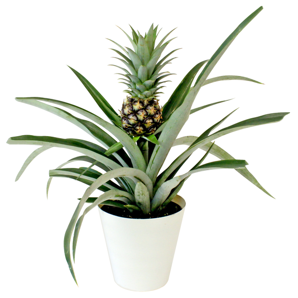 6" Pineapple Plant