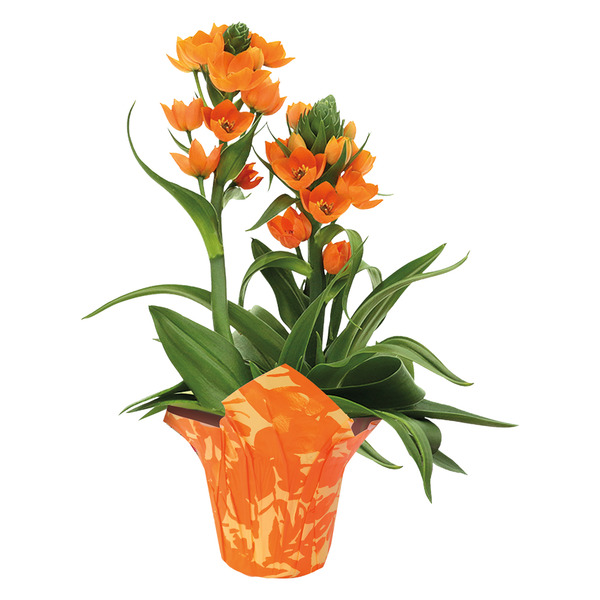 ceramic planter hanging Hanging Ceramic Patterned Planter main image 0