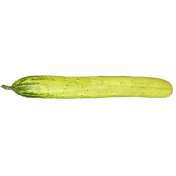 Korean Cucumber