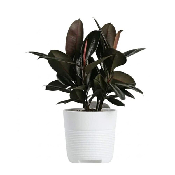 Vigoro 10 In. Ficus Burgundy Rubber Plant In White Plastic Deco Pot