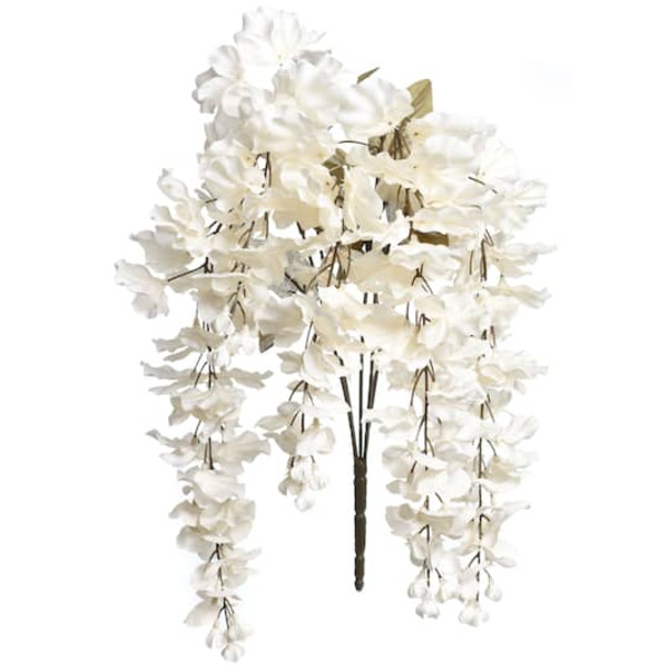 Ashland Cream Wisteria Bush