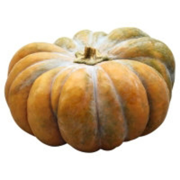 Sunburst (Patty Pan) Squash