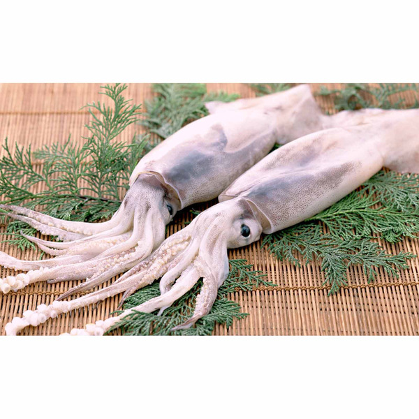 Jumbo Squid