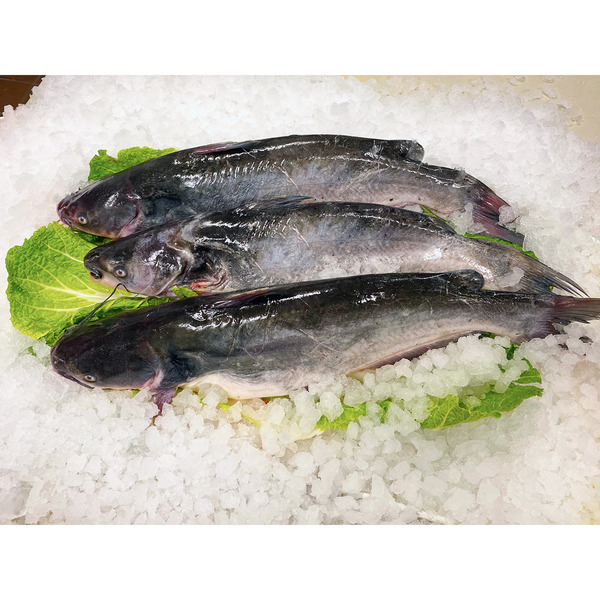 Fresh Catfish