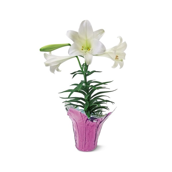 Tulip,Lily,Hyacinth Asst Same-Day Delivery or Pickup | ALDI