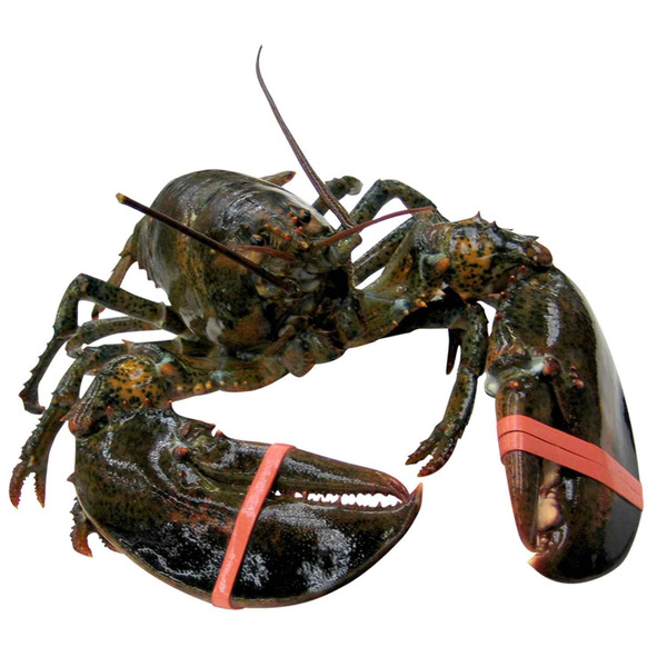 Small Live Maine Lobster