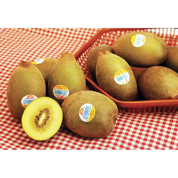 Gold Kiwi