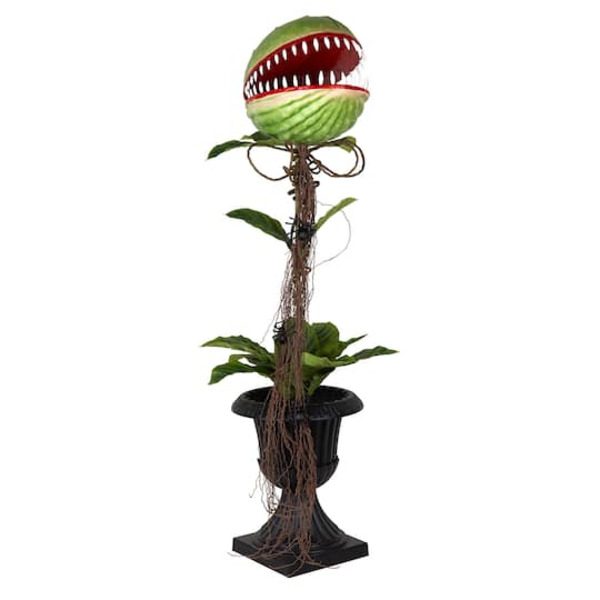 Ashland Potted Venus Flytrap