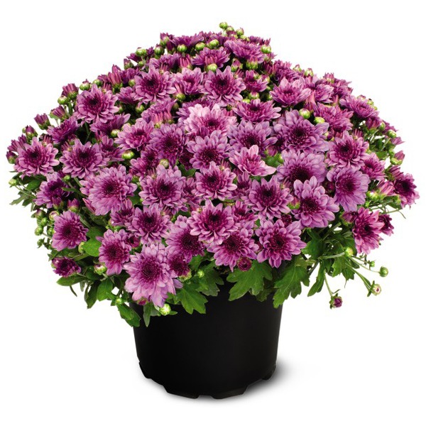 mum.wnw8 The Bee's Knees Stud Finder Sneak - White Lines | MOTHER DENIM