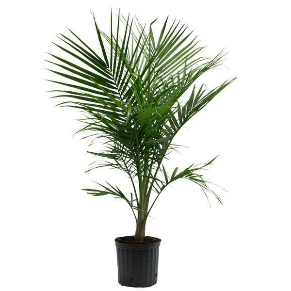 Costa Farms 10 In. Majesty Palm Ravenea In Grower Planter Pot