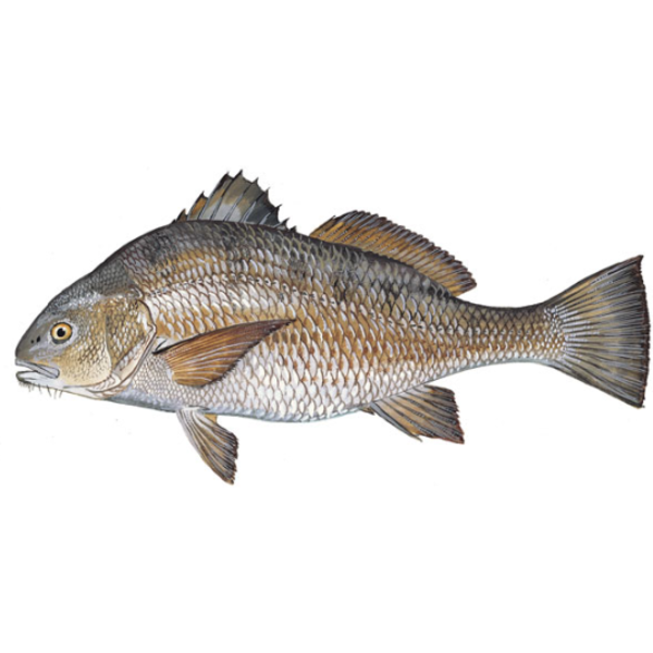Black Drum, Whole