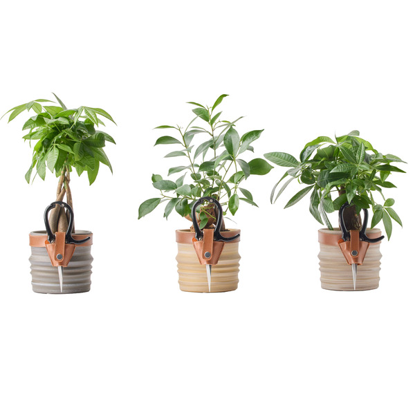 Live Trends Bonsai Combo Kit Ceramic Pot - House Plant