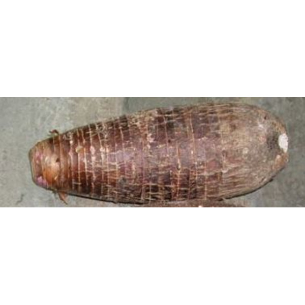 Malanga Coco - 38 lbs