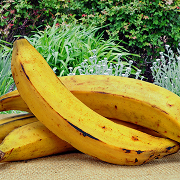 Plantain