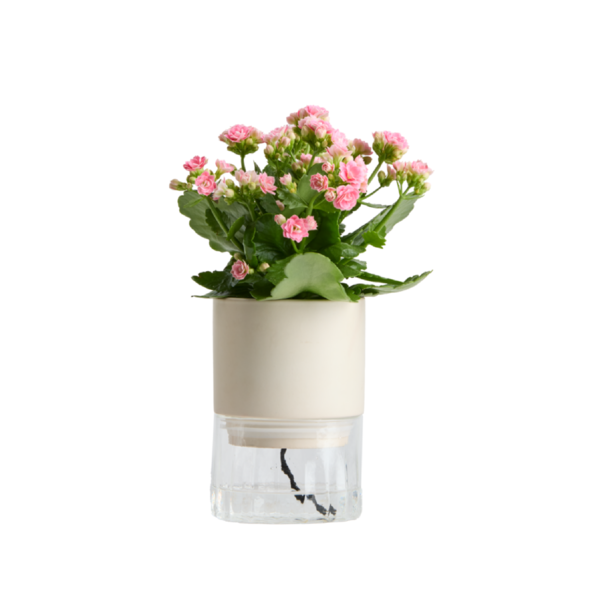 Live Trends Lana Ceramic Pot - Assorted Kalanchoe House Plant
