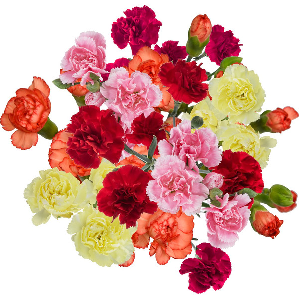 H-E-B Rainbow Mini Carnation Blooms Same-Day Delivery | Instacart