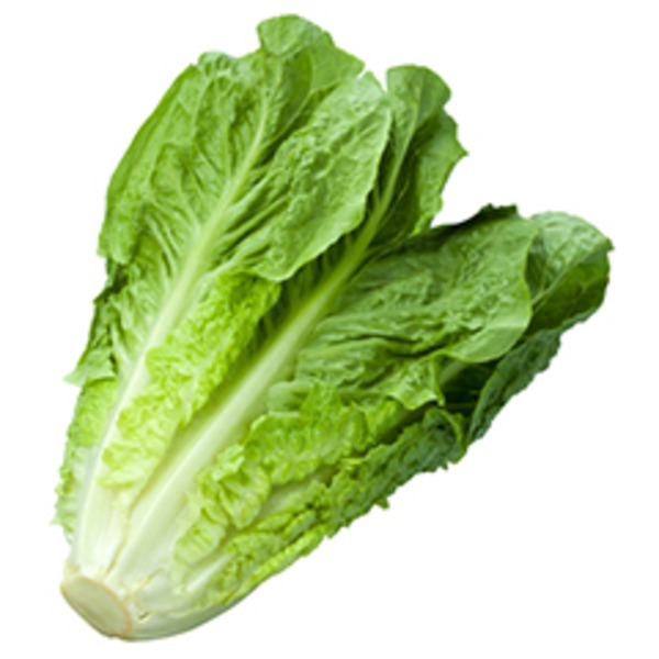 Romaine Lettuce