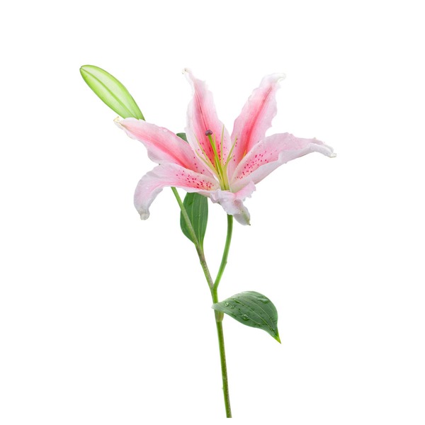 Bunch Stargazer Lily Same-Day Delivery or Pickup | Cub