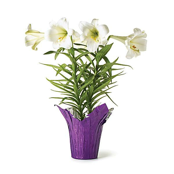 Easter Lilies Same-Day Delivery or Pickup | Publix