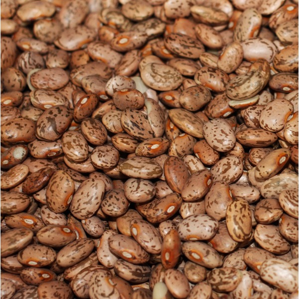 Pinto Beans