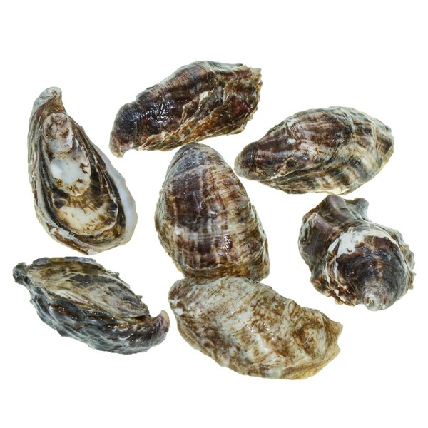 Barbecue Oysters Same-Day Delivery or Pickup | Food 4 Less