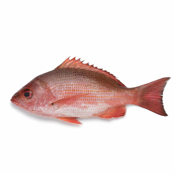 Fresh New Zealand Snapper