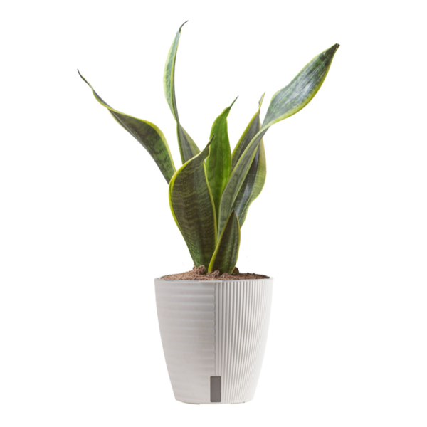 Costa Farms Snake Plant with Self Watering Planter