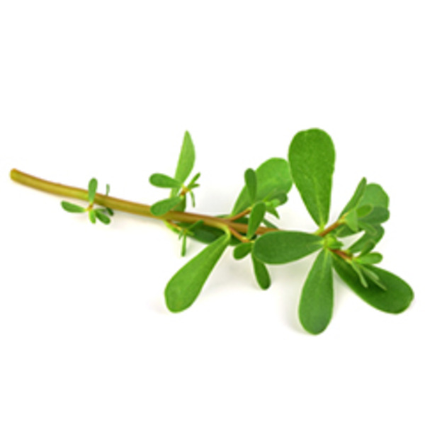 Verdolagas (Purslane)