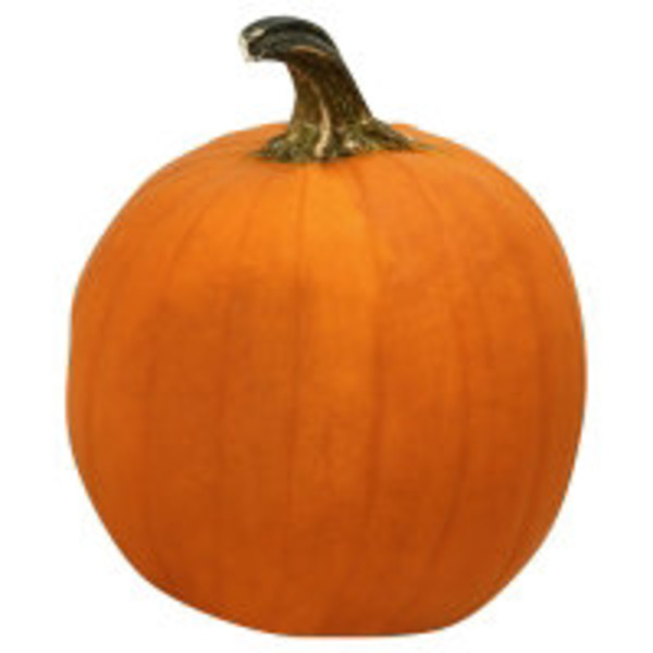 Van Groningen & Sons, Inc. Big Mac Pumpkins