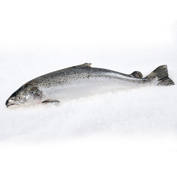 Fresh Atlantic Whole Salmon